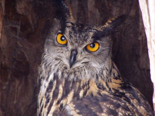 obrázek: Den sov a dravců v Jihlavě