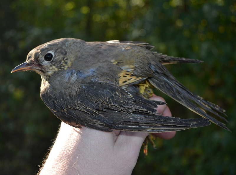 obrázek: Podzimní Festival ptactva v Jihlavě