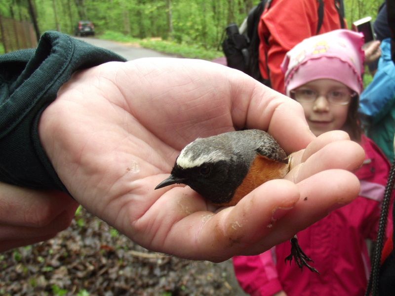 obrázek: Vítání ptačího zpěvu v Jihlavě se vydařilo