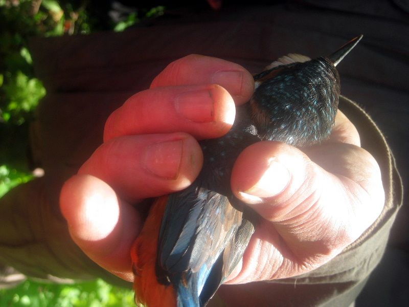 obrázek: Vítání ptačího zpěvu v Jihlavě se vydařilo