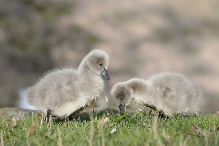 V jihlavské zoo se vylíhla mláďata labutě černé, vzácného druhu z Austrálie