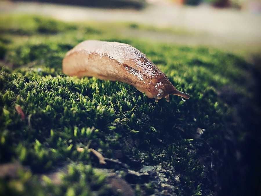 Slimáci na ústupu: Sucho je zatím zahnalo, návrat je však možný
