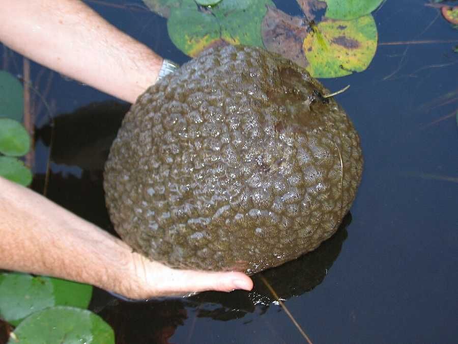 Invazní bochnatky americké ozvláštňují Velké Dářko