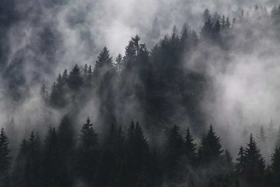 Vysočina vede v zalesňování navzdory poklesu