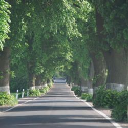Alej roku 2015 můžete vybírat jen do neděle