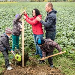 Alej z Moravských Budějovic ke Kosové se dočká obnovy