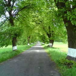 Až do září můžete nominovat Alej roku 2015