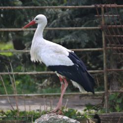 Bedřišku z Vicenic získal čáp Kája