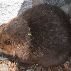 Bobr evropský se procházel v Třebíči