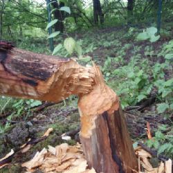 Bobrům u dukovanské jaderné elektrárny chutná