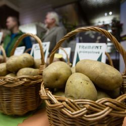 Bramborářské dny ovládly Havlíčkův Brod