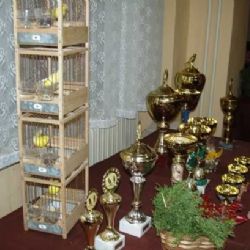 Brod ovládne na počátku roku zpěv kanárů