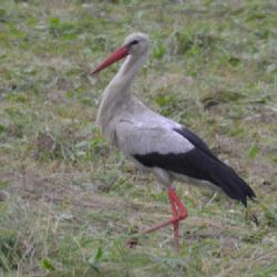 Čáp bílý asistoval při sekání louky a přitom dobře povečeřel