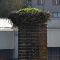 Čapí hnízdo v Třebíči je připravené na své obyvatele