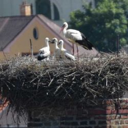 Čapí mláďata na třebíčském komíně zdárně rostou