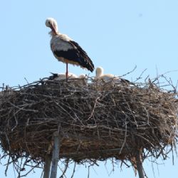 Čapí pár ve Vícenicích má mladé