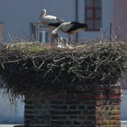 Čapí rodina v Třebíči je už úplná