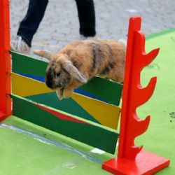 Centrum Jihlavy patřilo nejen zemědělcům a chovatelům