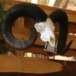 Chovatelská přehlídka trofejí o víkendu v Telči