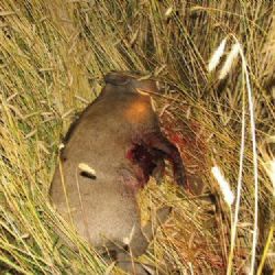 Čtyři auta v noci narazila na dálnici do stáda divokých prasat