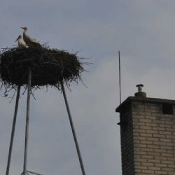 Další čapí generace ve Vicenicích na Třebíčsku