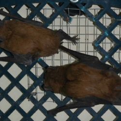 Další netopýři rezaví v dukovanské elektrárně