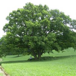 Další památný strom v Třebíči je dub letní