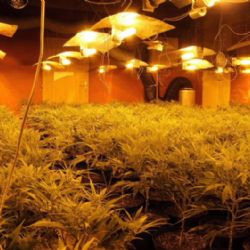 Další pěstírna konopí skončila