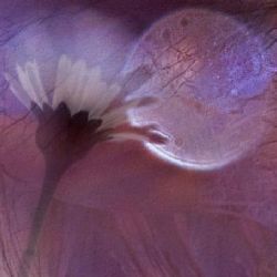 Další výstava v brodské ČSOB podpoří hipoterapii v Brodě