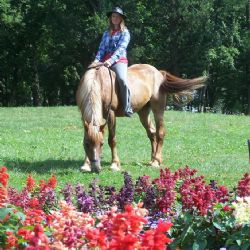 Den s koňmi v Dolní Rožínce