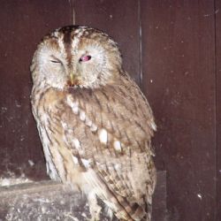 Den sov a dravců v Jihlavě