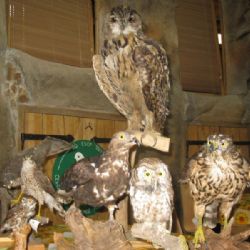 Den sov a dravců v jihlavské zoo