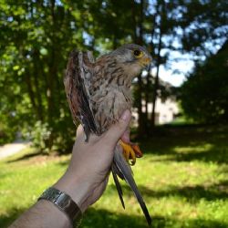 Devíti poštolkám obecným už pomohli na Třebíčsku