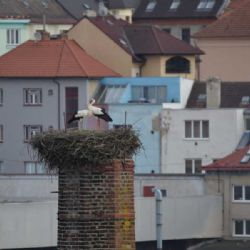 Do Třebíče zavítali čápi, hnízdí nedaleko Karlova náměstí