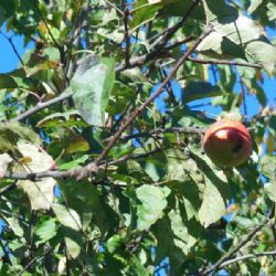 Dobrovolníci v Pacově vysází sedmdesát ovocných stromů