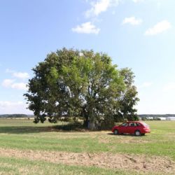 Dub u Heroltic se uchází o titul Strom roku 2014