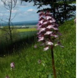 Dvě vycházky se Sdružením Krajina