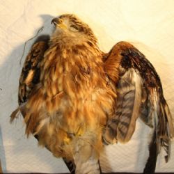 Elektrické vedení ohrožuje na Vysočině kriticky ohrožené ptáky – tentokrát měl smůlu luňák červený