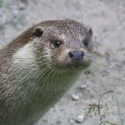 Expozice v Pacově představuje vodní živočichy