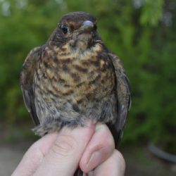 Fenka v Jaroměřicích zachránila zraněného kosa