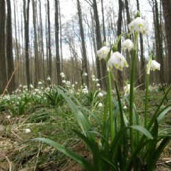 Hledání jara na Jihlavsku