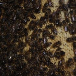 Horáckém muzeum provoní med