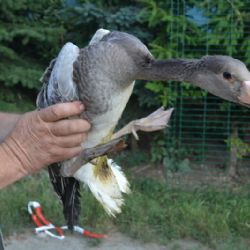 Husa polní přistála zesláblá v Náměšti nad Oslavou