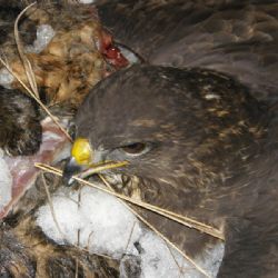 Inspektoři zachraňovali na Vysočině chráněné káně lesní, může se jednat o trestný čin