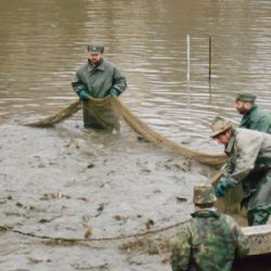 Jarní výlov v Rozsochatci