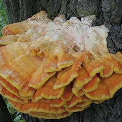 Jedlé houby rostoucí ze dřeva představí v Jihlavě