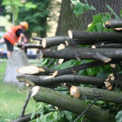 Kácení v období vegetačního klidu