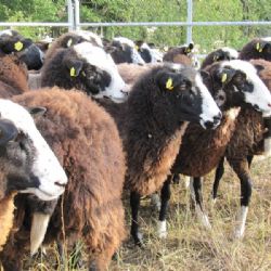 Kněžičtí ochránci přírody pokračují v záchraně cenné lokality