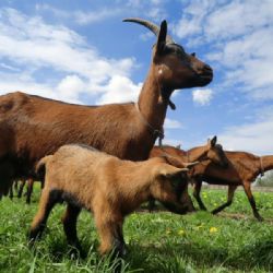 Koudelův talíř představuje Dvorský statek Olešenka