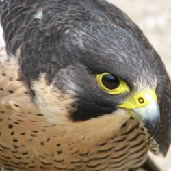 Královny noci a rytíři nebes v Pacově